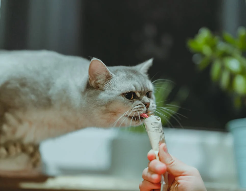 Homemade Cat Treats for Your Feline Gourmet