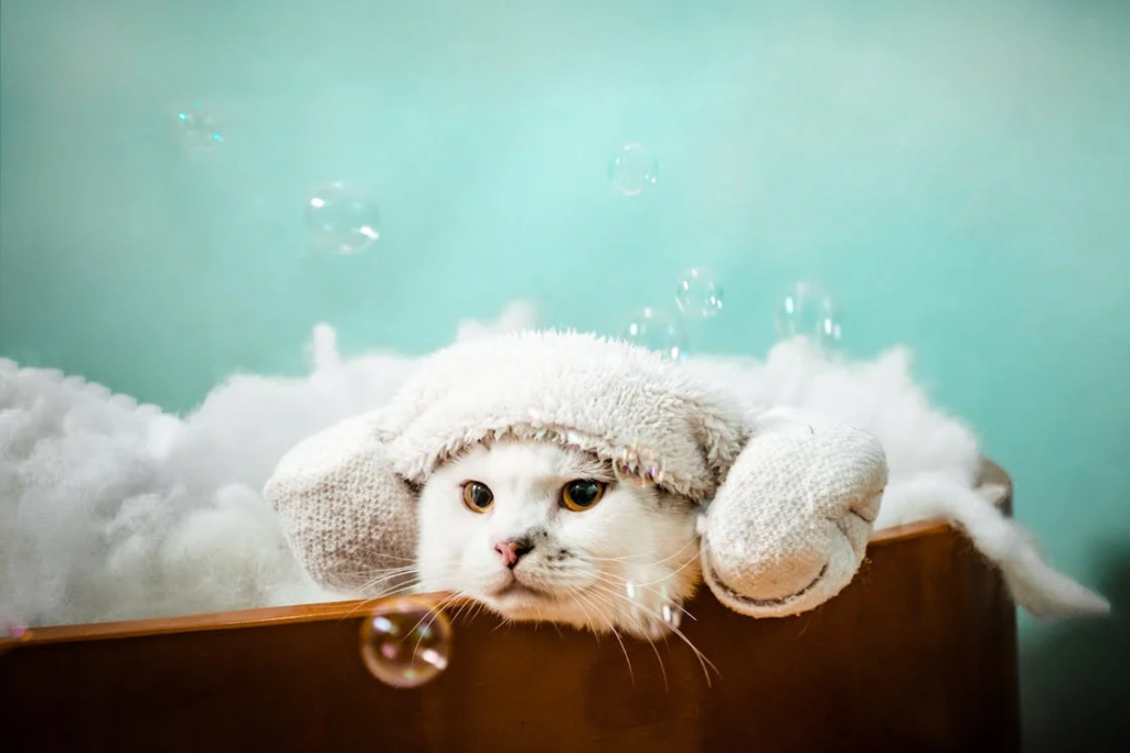 How To Bathe A Cat