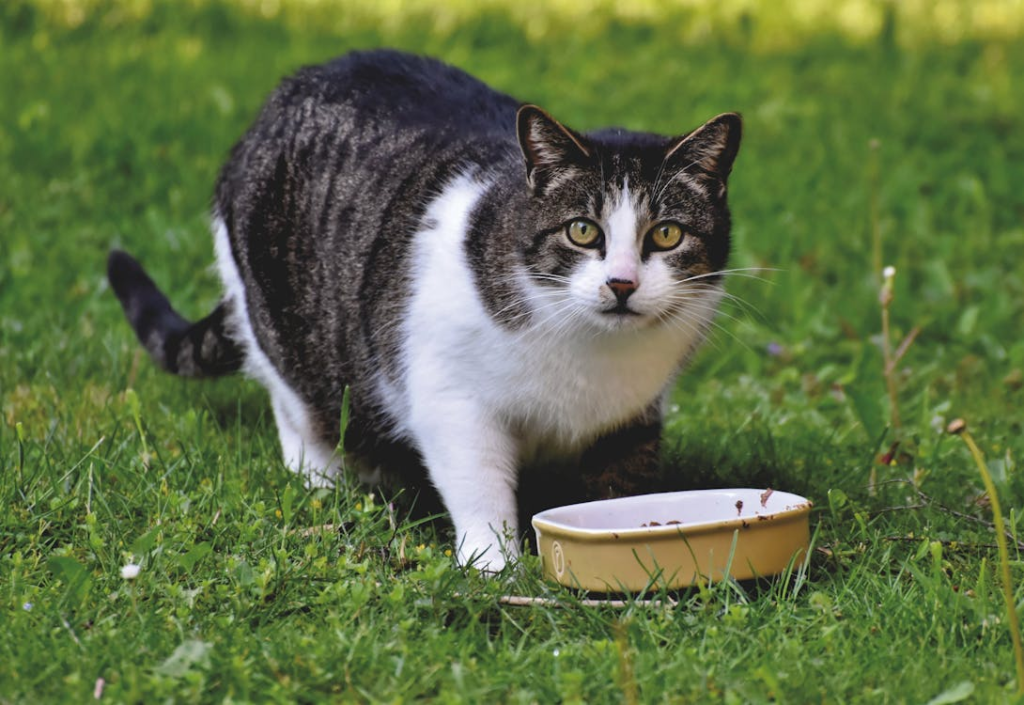 Cat Food Reviews: What’s The Best Cat Food For Your Cats