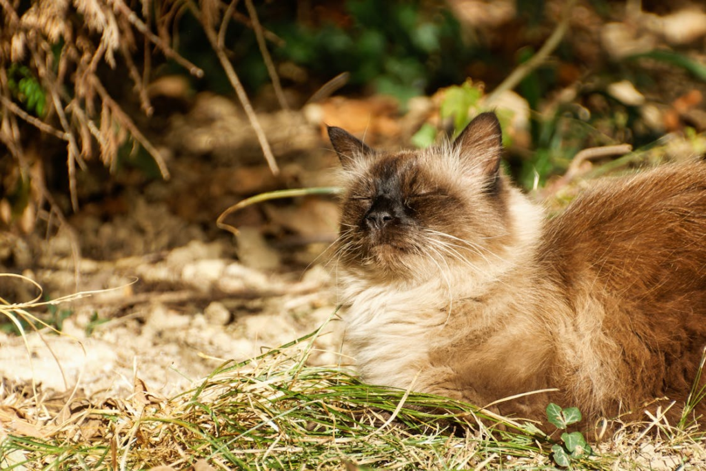 Catnip Alternatives