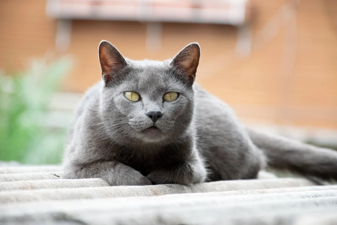 The Best Cat Food for Diabetic Cats: A Comprehensive Guide