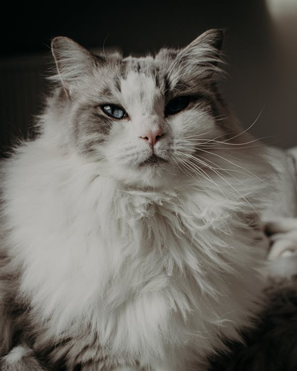 Ragdoll Cats: The Ultimate Guide to These Gentle Giants