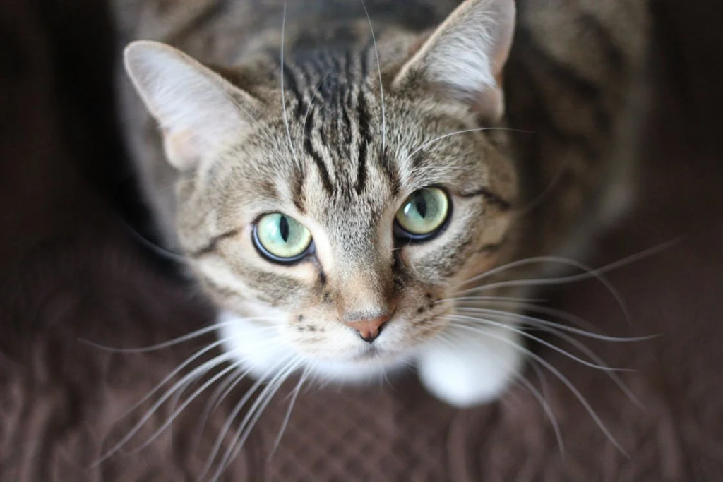 Cat Adoption: How to Find Shelters and Forever Bonds