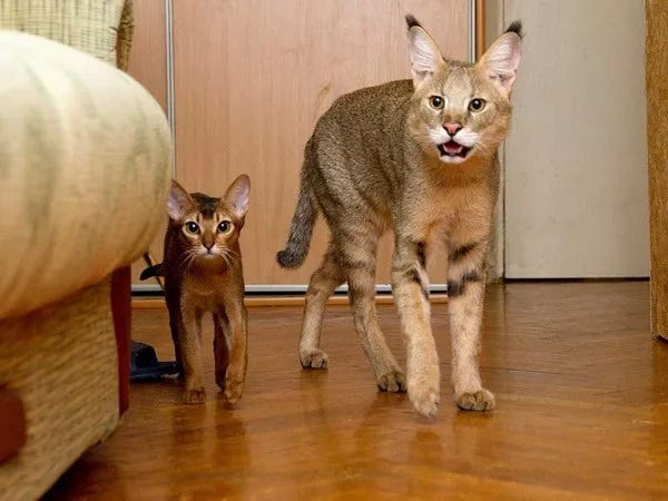 chausie