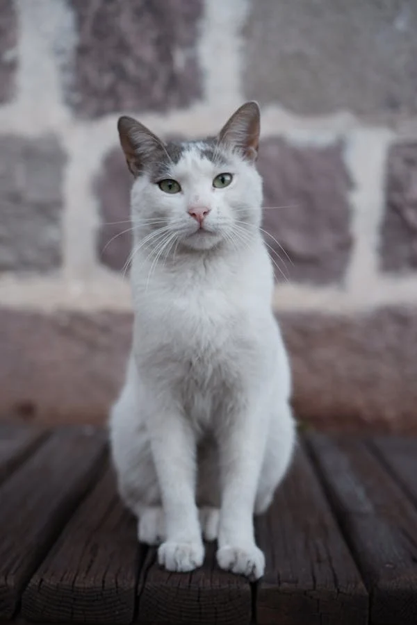 turkish van