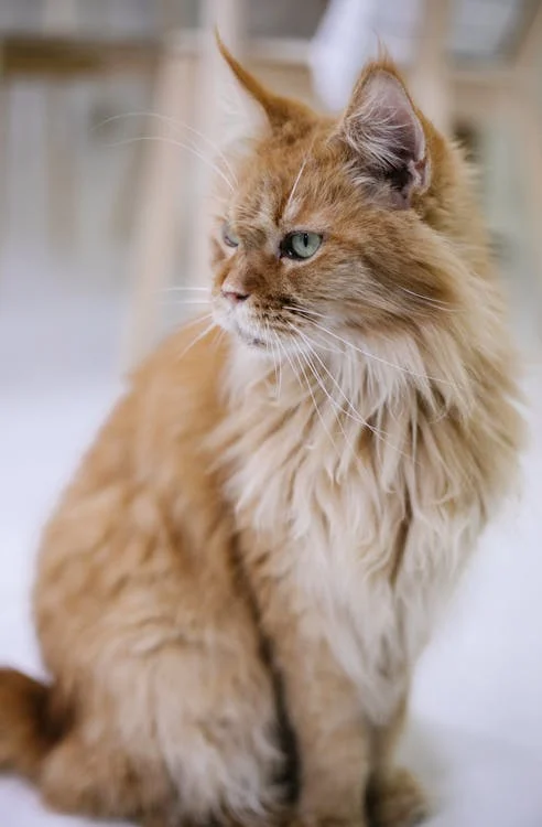 maine coon