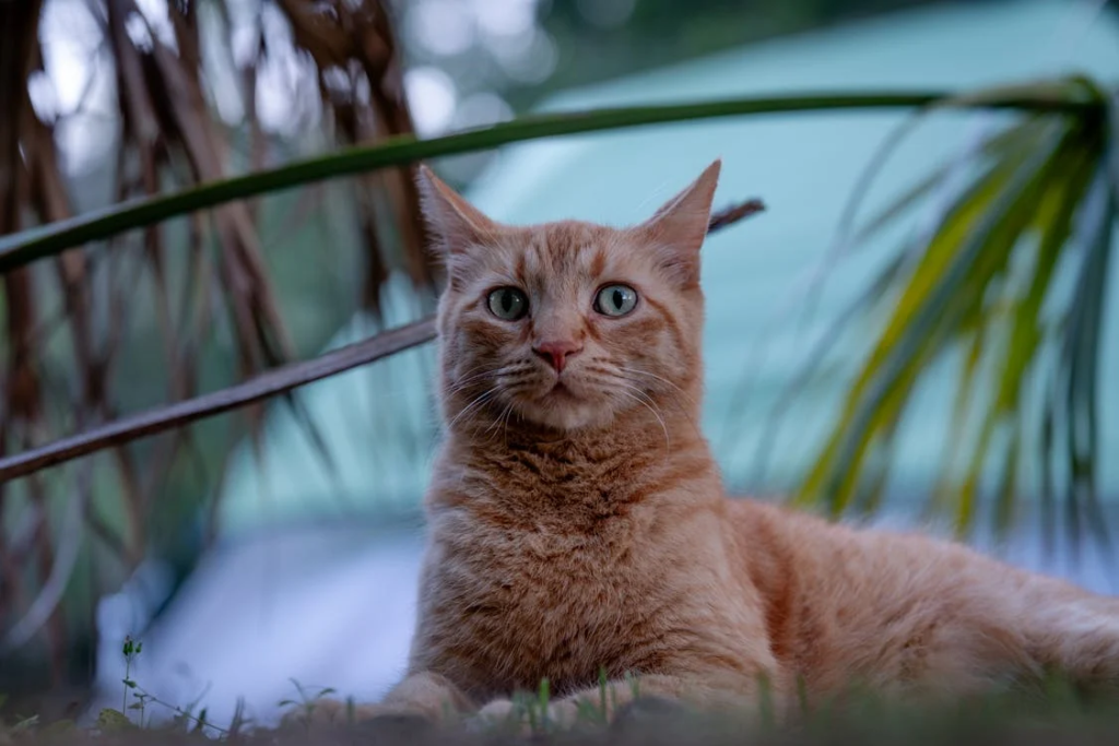 How Long Are Cats in Heat?