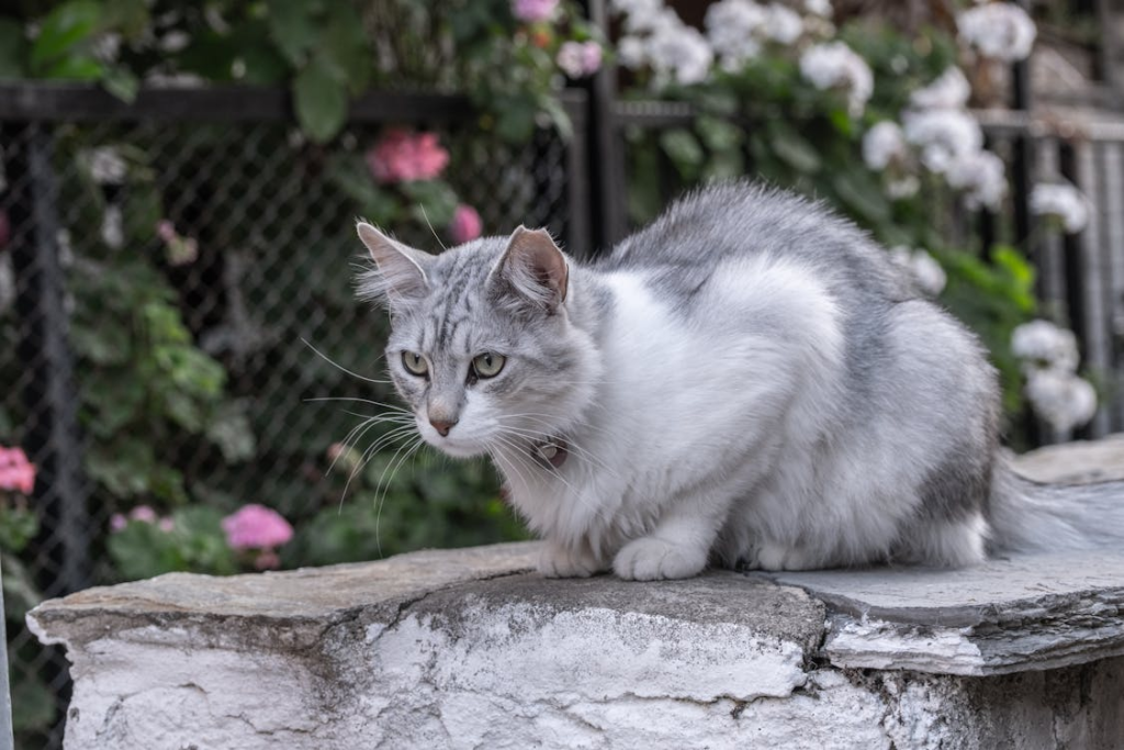 Cat Neutering and Spaying