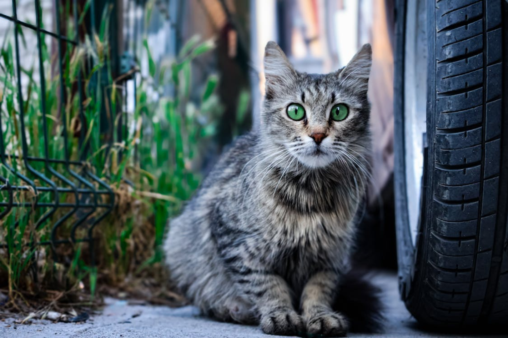 The Complete Guide to Cat Vaccinations: Protecting Your Feline Friend