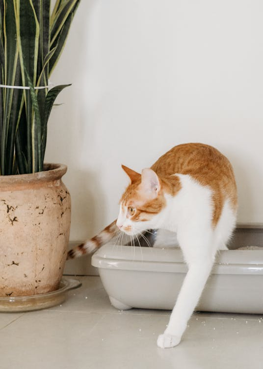 Litter Box Training