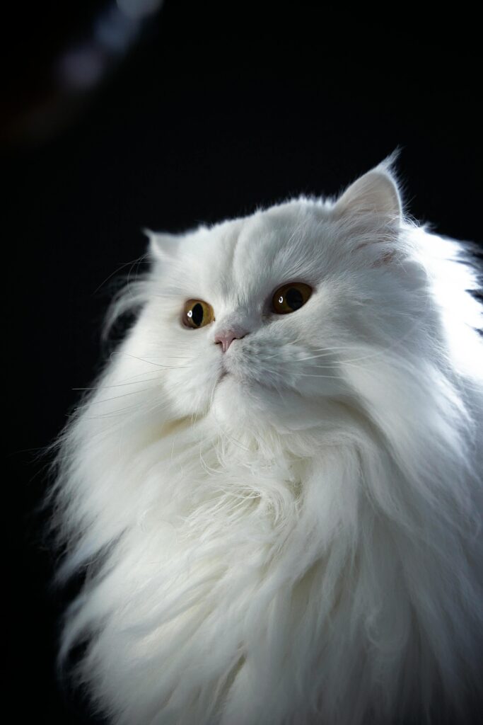 Persian Cat